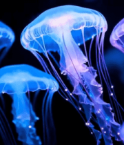 梦幻水母水族馆画面12869#横屏 