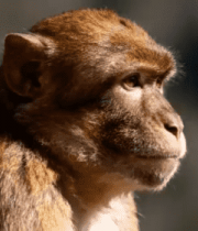 猕猴特写素材243#横屏 