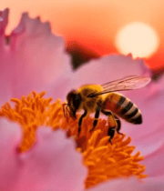 蜜蜂采蜜粉色花朵特写1341#横屏 
