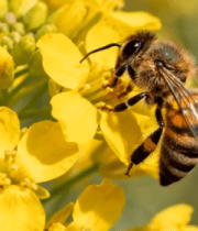 	 蜜蜂于油菜花上采蜜画面8729#横屏 