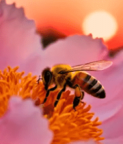 蜜蜂采蜜粉色花朵特写1341#横屏 