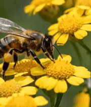 蜜蜂花朵特写画面11597#横屏 