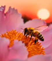 蜜蜂采蜜特写7828#横屏 