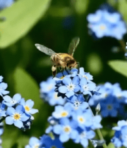 蜜蜂在蓝色花朵上采蜜4863#横屏 