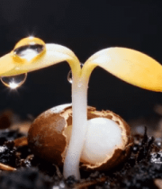 萌芽植物特写6222#横屏 