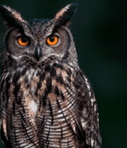 猫头鹰栖息枝头特写7223#横屏 