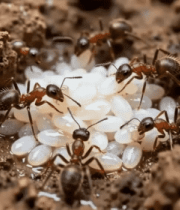 	 蚂蚁照料蚁卵微距画面12122#横屏 