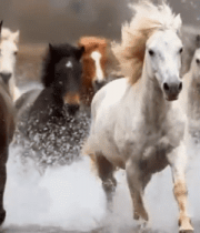 马群在水中奔腾的场景9079#横屏 