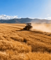 麦田中拖拉机作业场景2171#横屏 