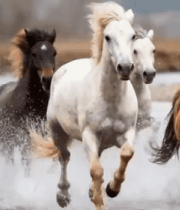 马群过河奔腾场景13529#横屏 