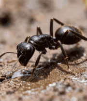 蚂蚁地面觅食特写12197#横屏 