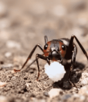 蚂蚁衔物微距画面14059#横屏 