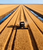 麦田中收割机作业景象13101#横屏 