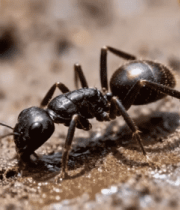 蚂蚁微距特写画面5340#横屏 