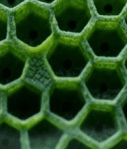 绿色蜂巢状植物结构特写3862#横屏 