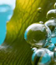 	 绿叶上的水珠特写2824#横屏 