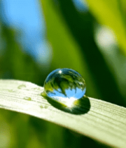 绿叶上的水珠特写素材14857#横屏 