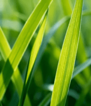 绿色麦苗特写13041#横屏 