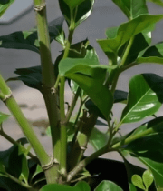 绿色盆栽植物特写13911#横屏 