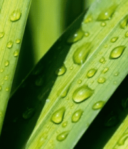 绿叶上的水滴微距画面988#横屏 