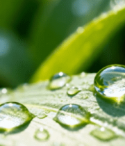 绿叶上晶莹的露珠特写5270#横屏 