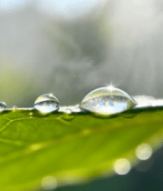 绿叶上晶莹的水滴特写(1)1896#横屏 