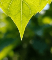 绿叶上的晶莹水滴特写(1)8335#横屏 