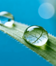 绿叶上晶莹的水滴特写(2)4069#横屏 