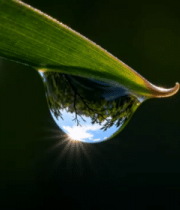 绿叶上晶莹水滴特写2514#横屏 