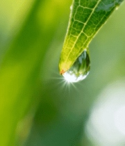 绿叶上的晶莹水滴特写(2)9321#横屏 