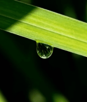 绿叶上的水滴微距画面(1)8584#横屏 