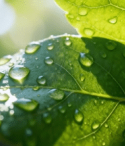 绿叶上的晶莹水滴特写4025#横屏 