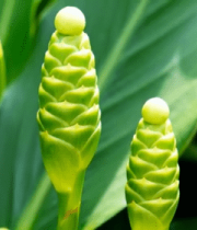 绿色植物特写634#横屏 