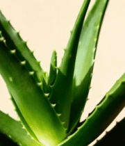 芦荟植物特写13642#横屏 