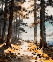 	 林间阳光洒落风景9996#横屏 