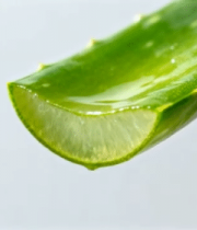 芦荟切片汁液滴落特写12890#横屏 