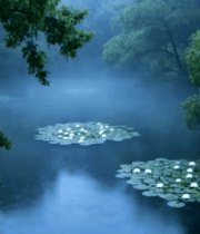 林间池塘睡莲自然景观9287#横屏 