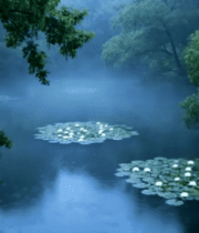 林间池塘睡莲自然景观9287#横屏 
