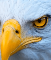 老鹰头部特写素材(1)10235#横屏 