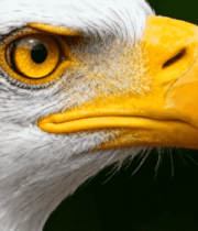 老鹰头部特写素材8990#横屏 