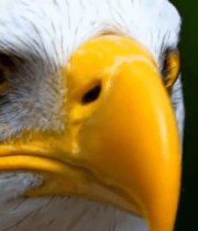 老鹰头部特写素材8990#横屏 