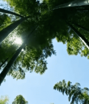 仰拍竹林阳光洒落景象5250#横屏 