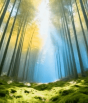 阳光照耀下的竹林美景10414#横屏 