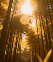 阳光照耀下的竹林全景 ()5247#横屏 