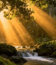 阳光照耀下的森林溪流13765#横屏 