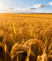 	 金色稻田田园风光全景9932#横屏 