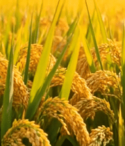 金黄稻田成熟饱满稻穗素材13670#横屏 