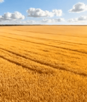 金黄麦田自然风光4785#横屏 