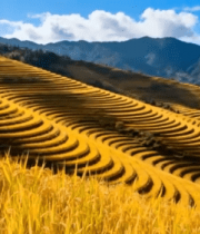 金黄梯田自然风光全景12455#横屏 