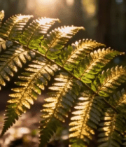 阳光照耀下的森林蕨类植物14883#横屏 